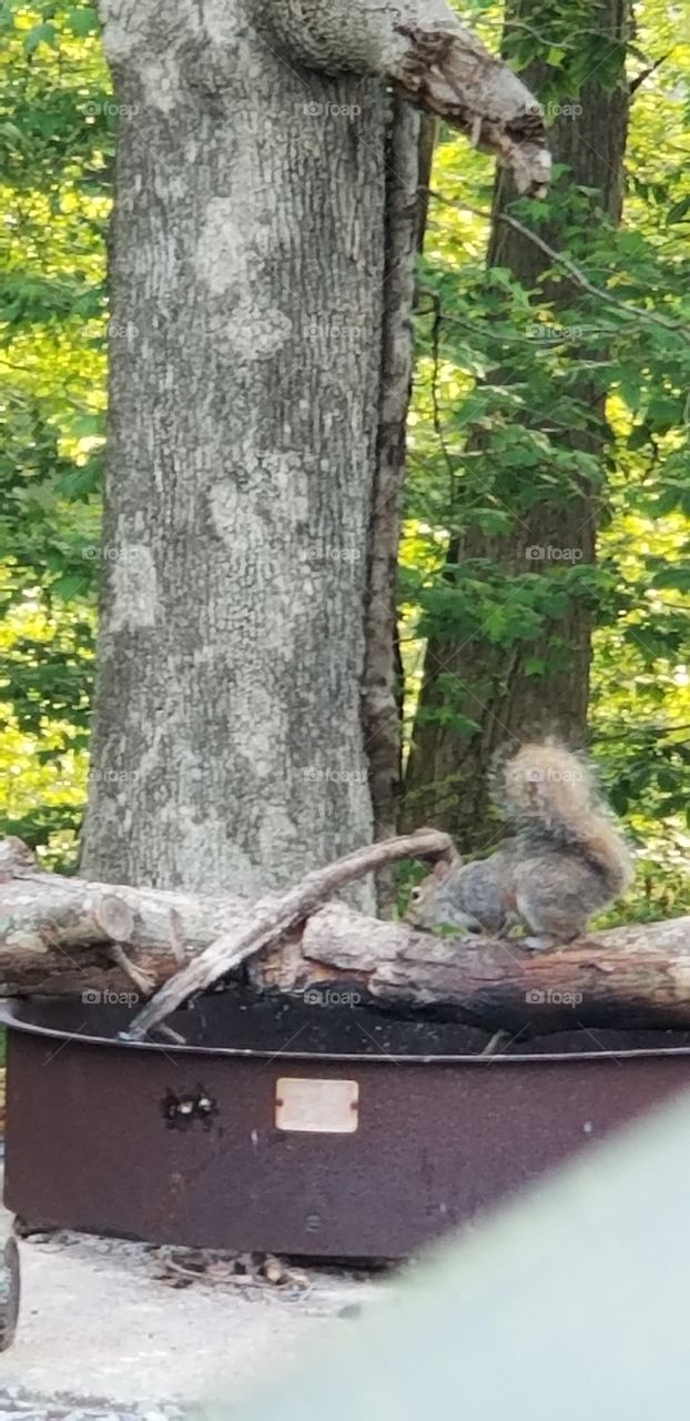 Just a Squirrel visiting