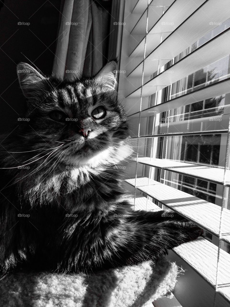 Long-haired cat in front of a window with Paws on the blind in black-and-white