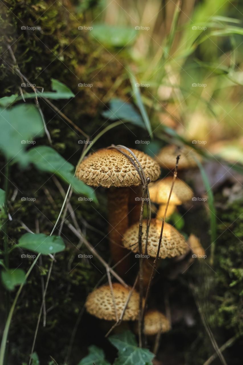 beautiful, edible and inedible mystical mushrooms in the forest, mushrooms grow near water, in moss, in grass, on trees
