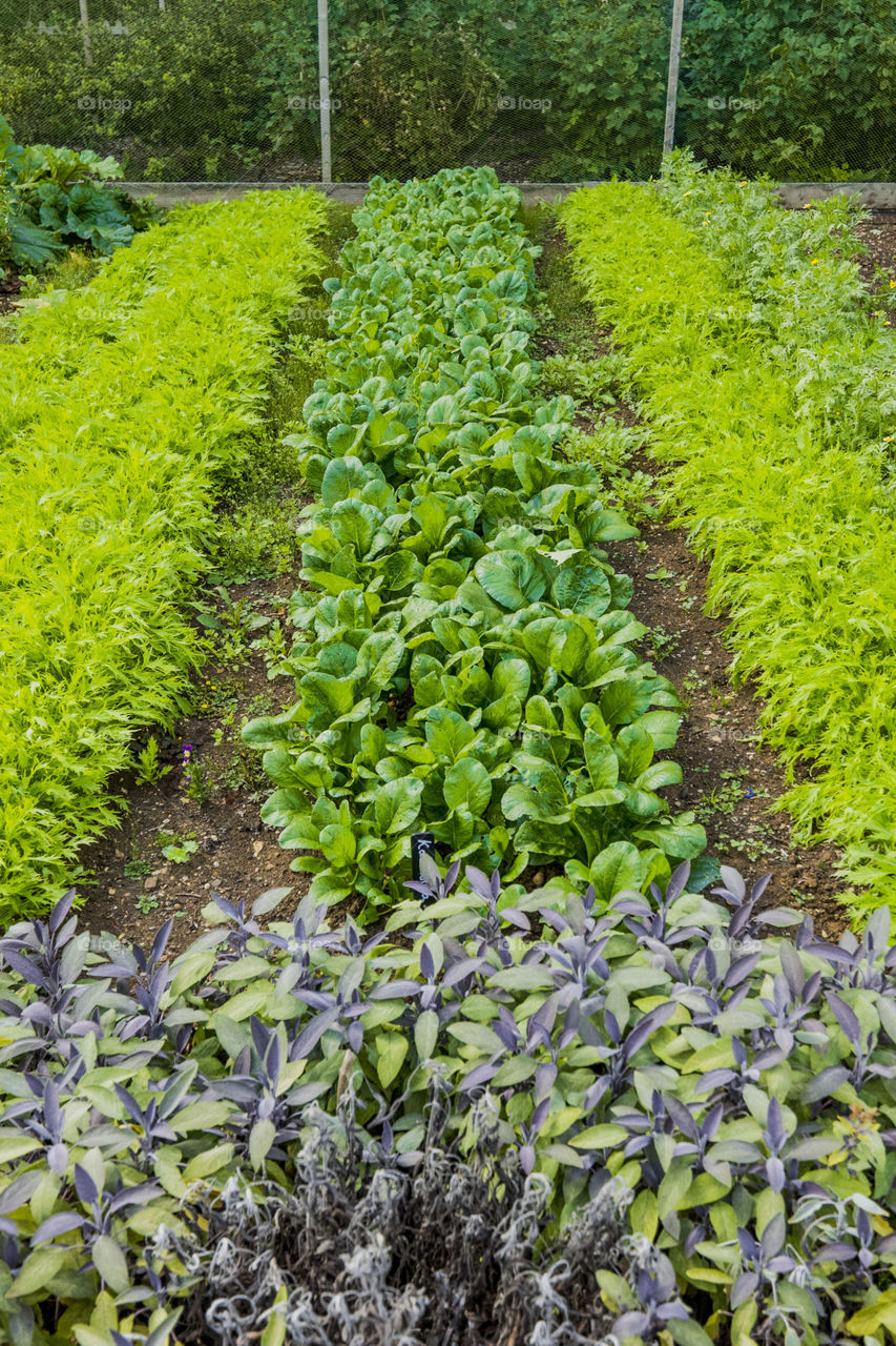 Allotment