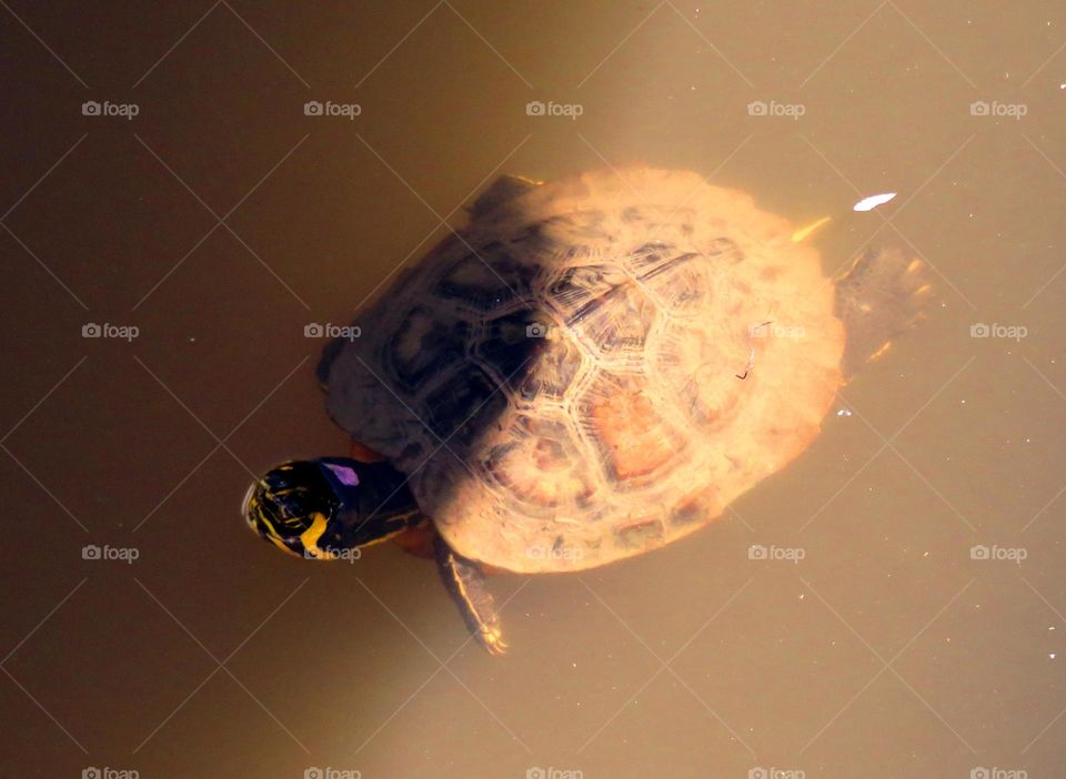 water turtle