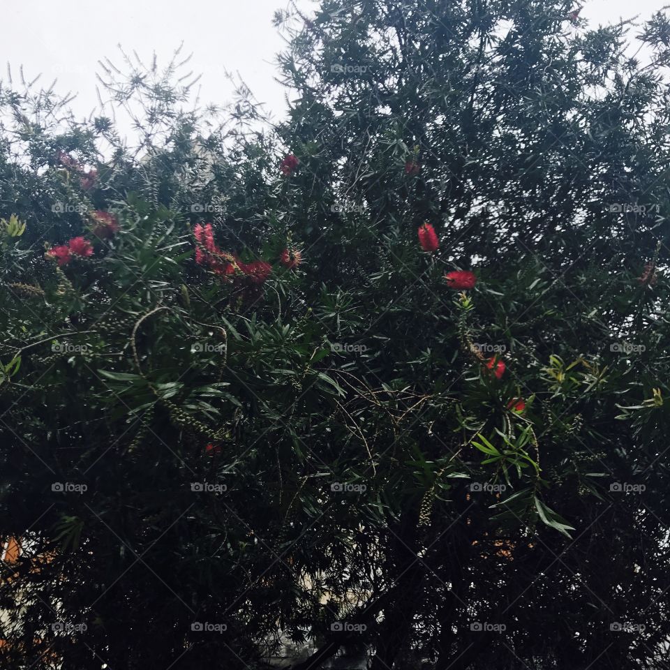 Red-leaves-flowers 