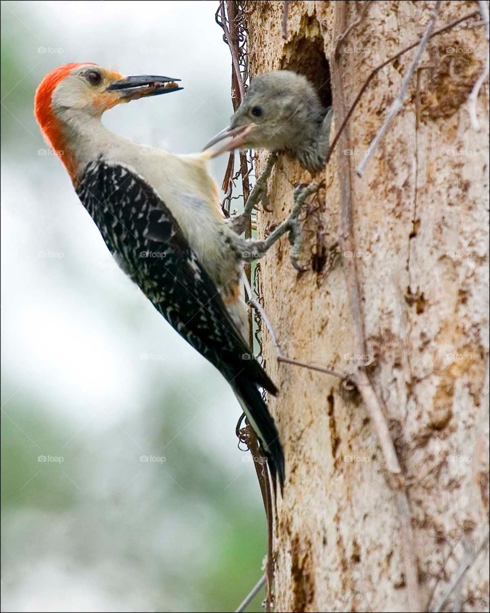 Beautiful Mother Woodpecker preparing to feed her very impatient chick.