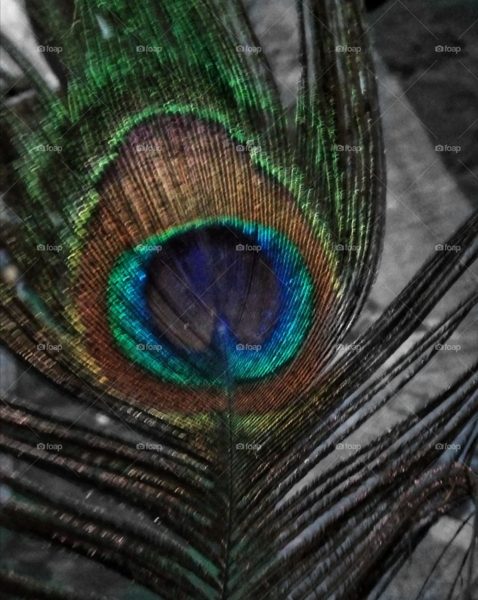 beautiful Birds beautiful wing