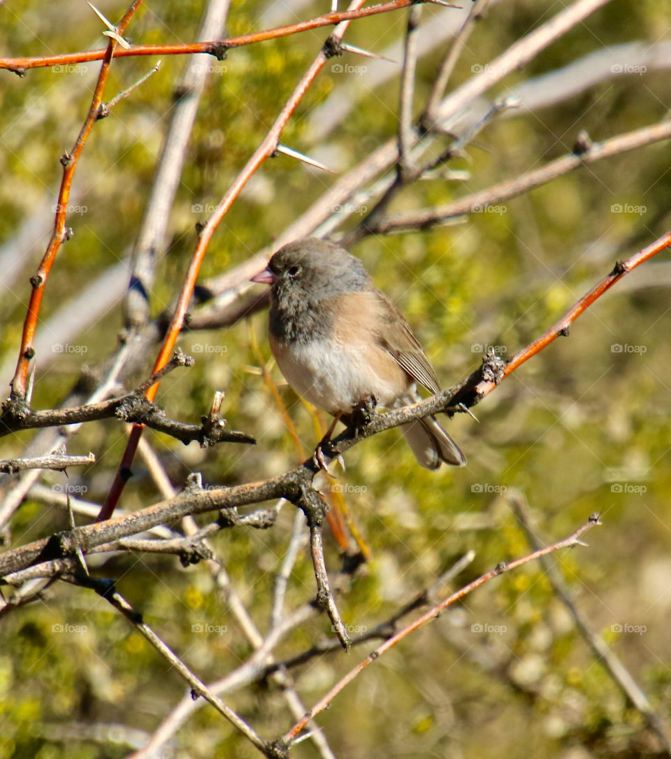 Small Bird in New Mexico