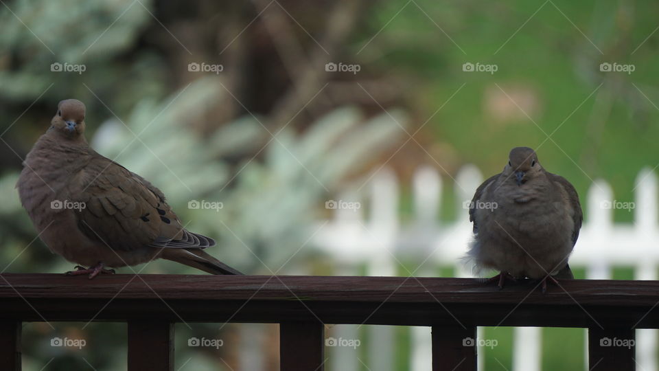 Bird, Pigeon, Wildlife, Nature, Animal
