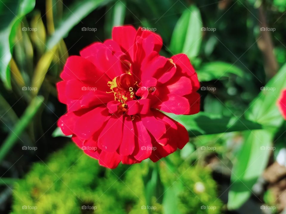 Red Flower from Garden