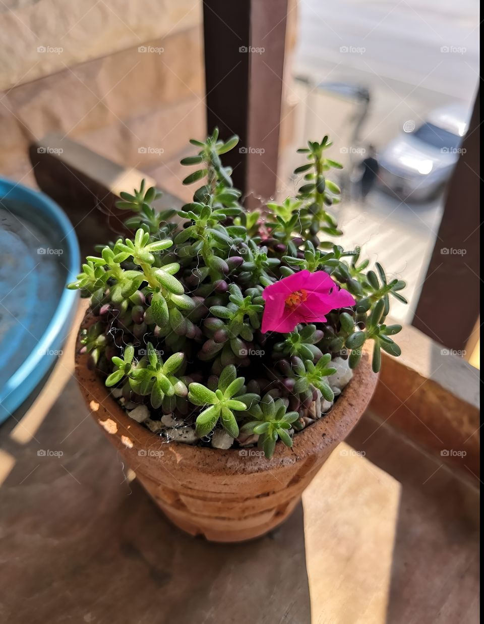 strong cactus in pot at balcony