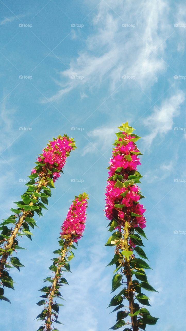 Bougainvillea blossoming with blue sky background