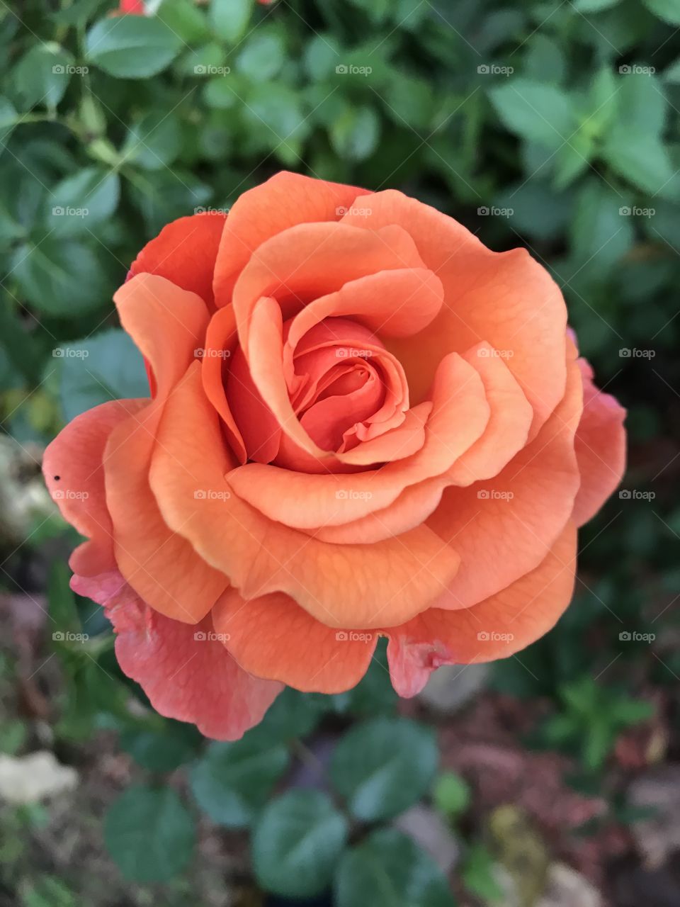 Orange rose