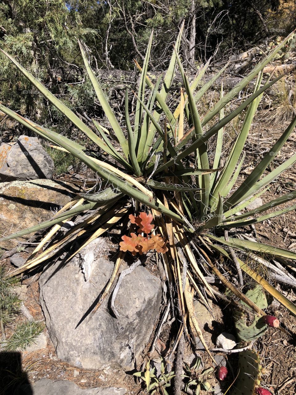 Yucca plant on Autumn hike in southwest mountains