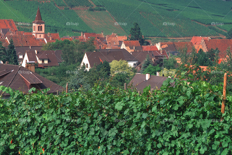 Vineyards Alsace France 