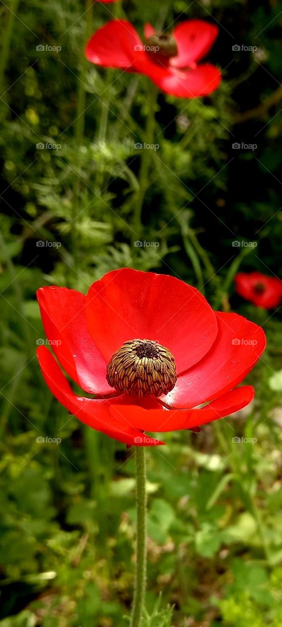 Red anemone