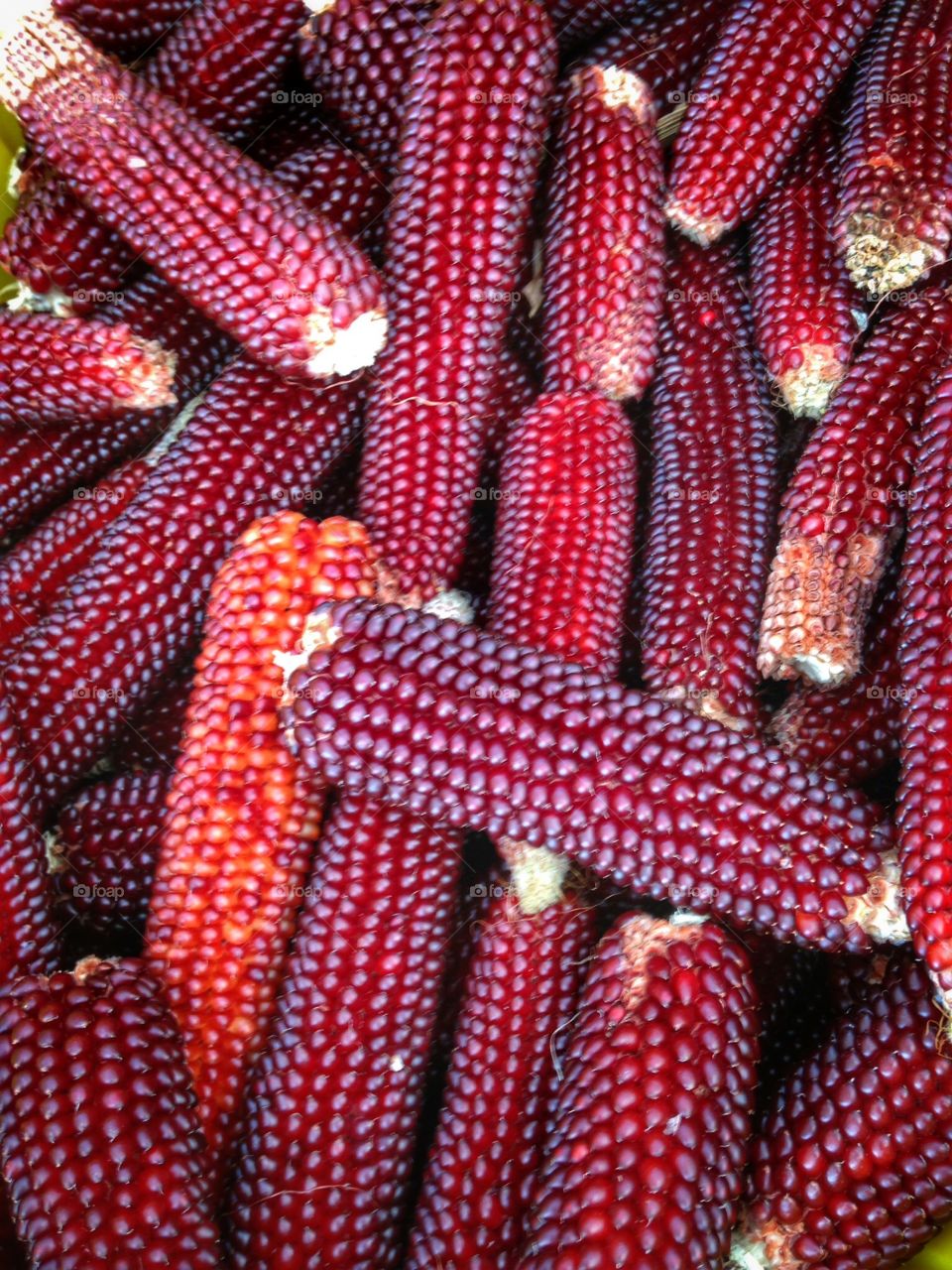 Fresh popcorn. Farmers Market