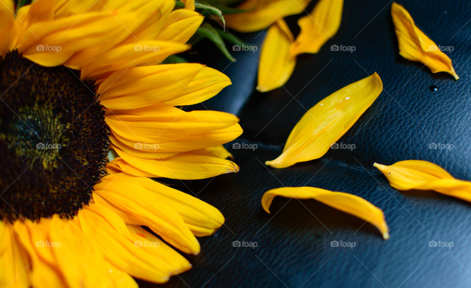 The cherry Sunflower and falling petals still life closeup flower head nature botany art photography on black background 