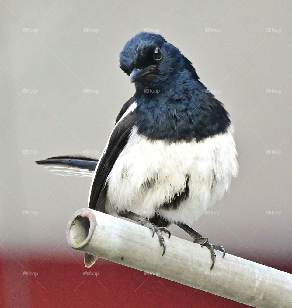 oriental magpie Robin
