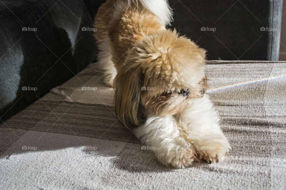 Cute shihtzu doing some yoga