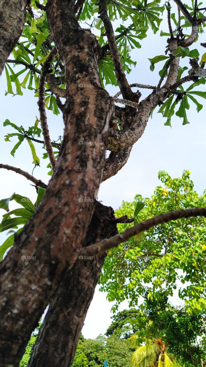 Sky view through the leaves with tree trunk close shotbin Fuvahmulah island Maldives.