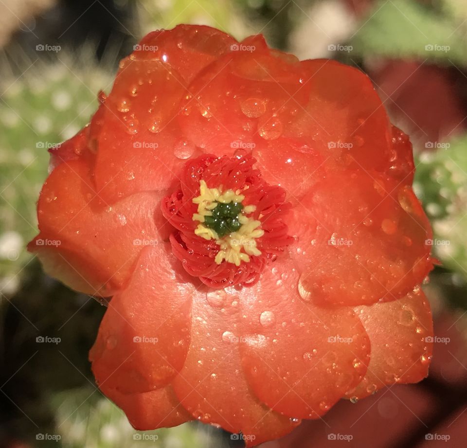 Flor de cactus Naranja 