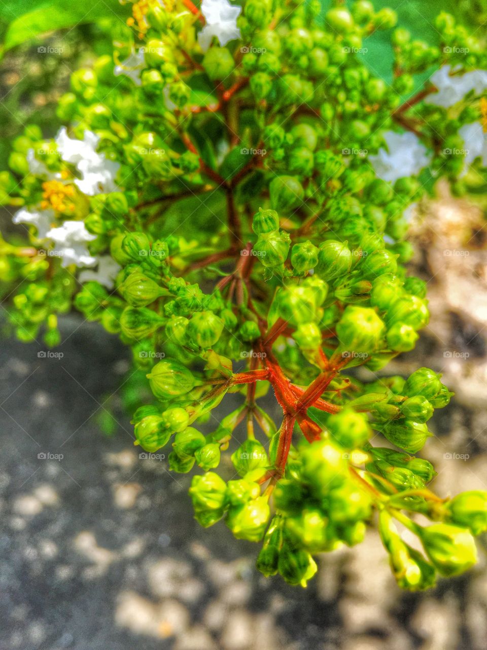 Green berries. Green berries growing on a plant