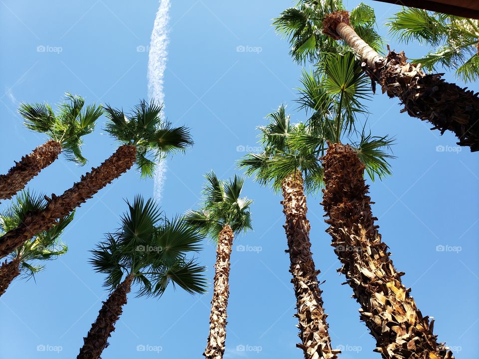 Beautiful Palm Trees at Boulder Station Casino & Resort in Las Vegas Nevada USA