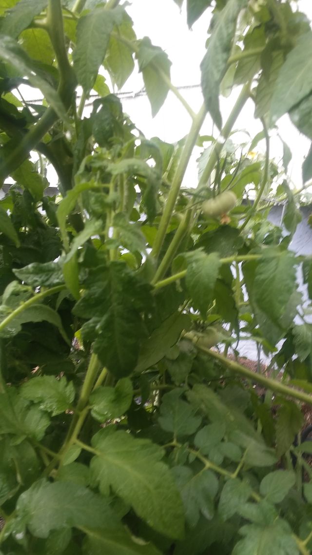 tomatoes