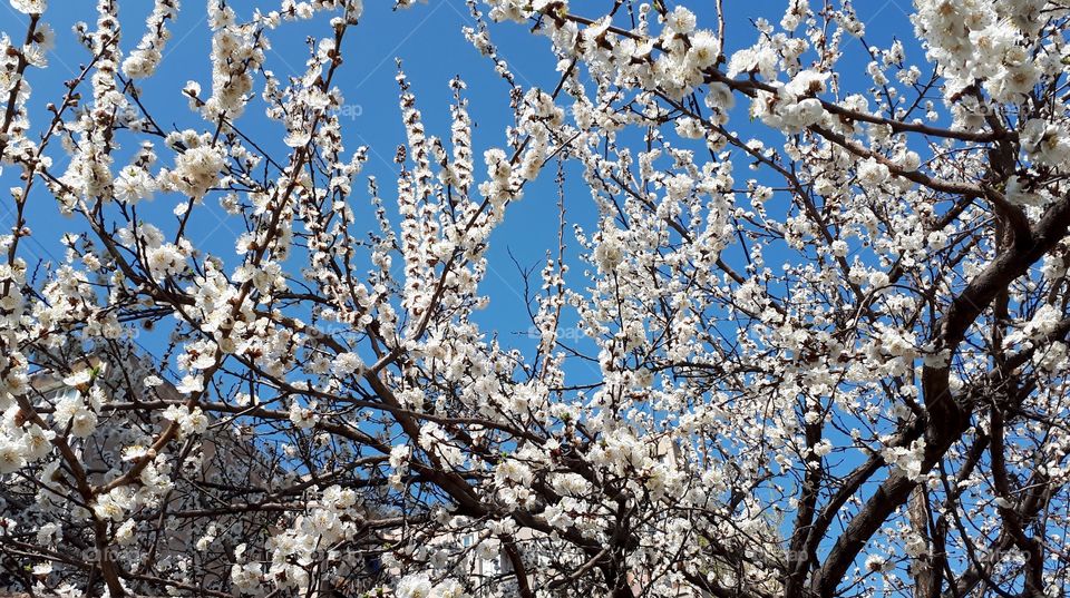 Spring flowering cherry. Blossoming cherry on a background of blue sky