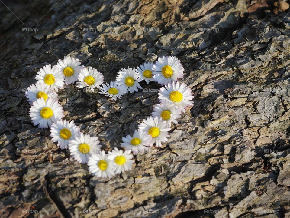 Heart shape with daisy flowers