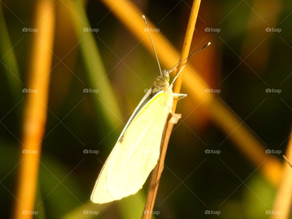 weißer Schmetterling auf einen Grashalm
