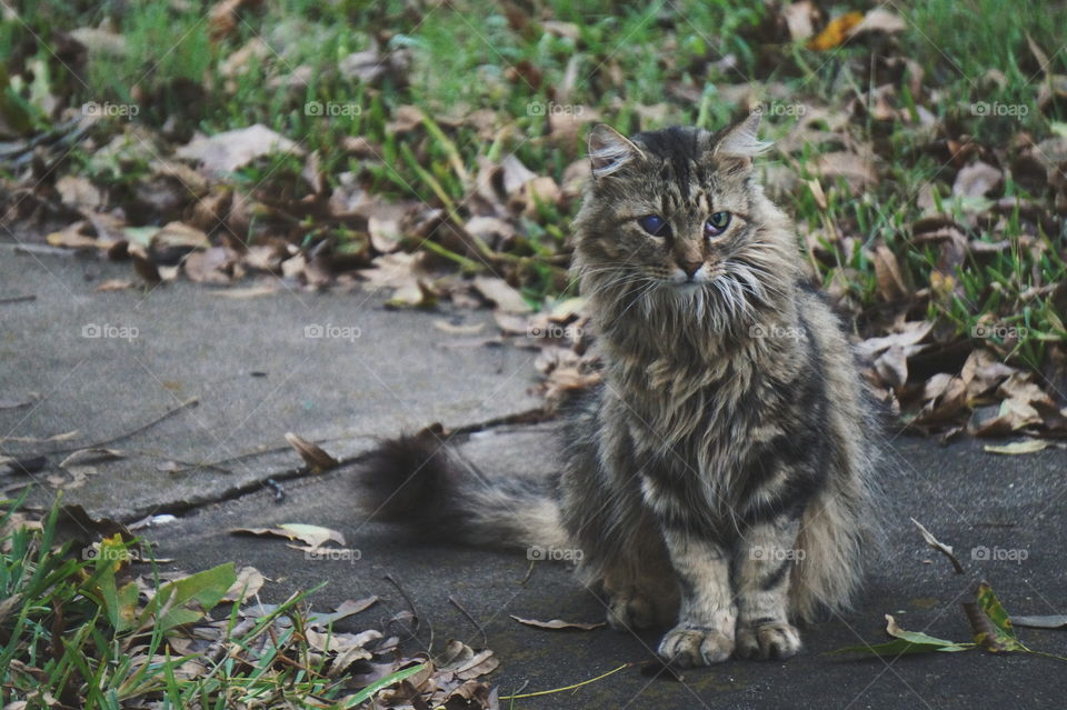 Cute, Cat, Nature, Animal, Mammal