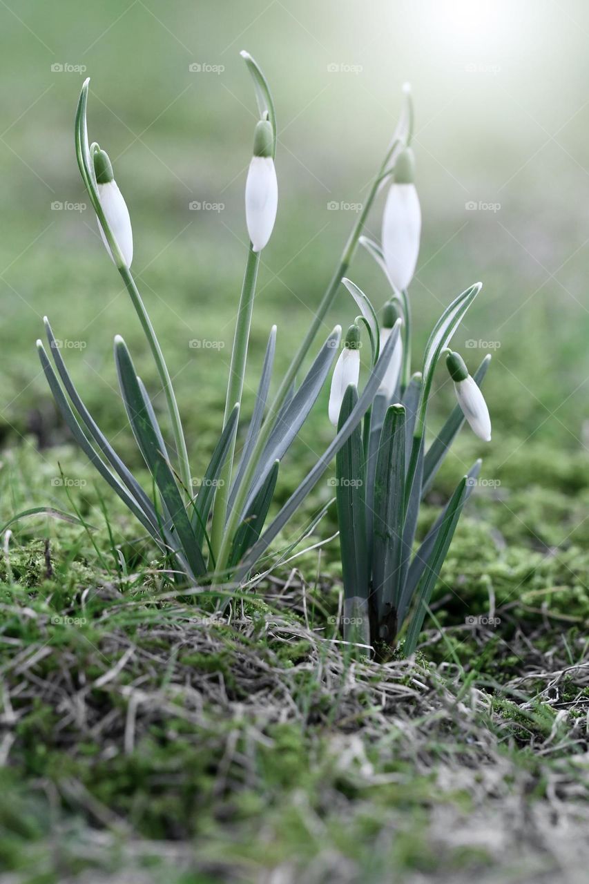 Close up or macro of spring flowers 