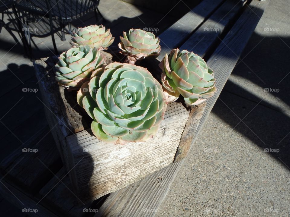Succulents