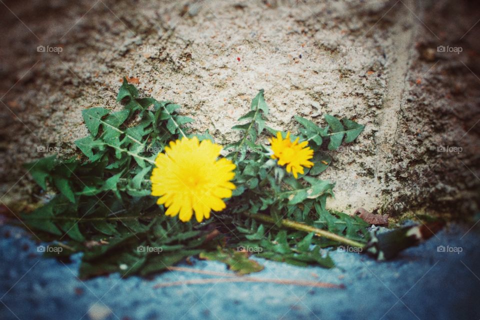 Flowers Growing out of concrete 