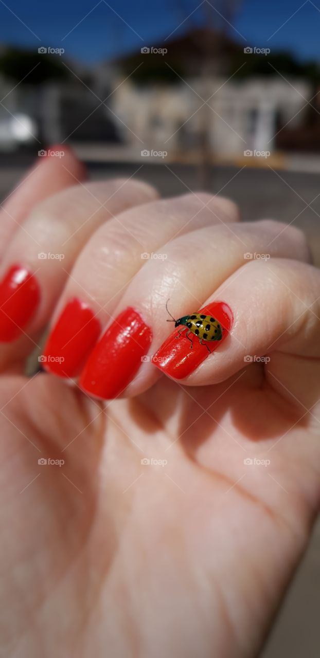 Lucky ladybug