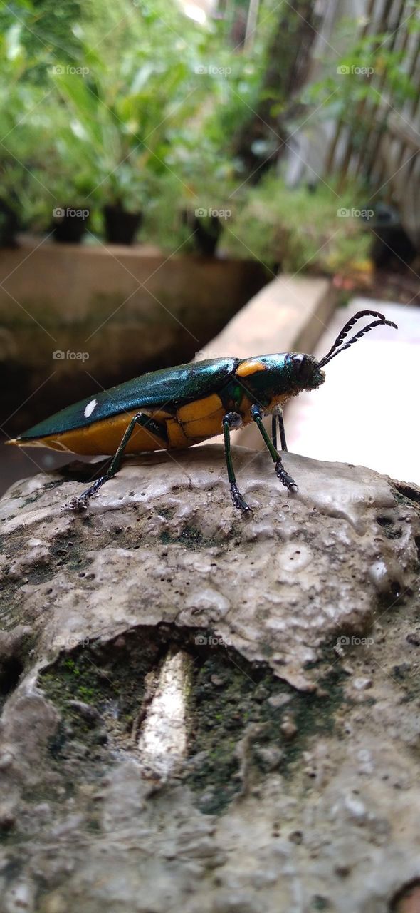 Buprestidae is a family of beetles known as ornamental beetles because of the shiny color on their bodies.