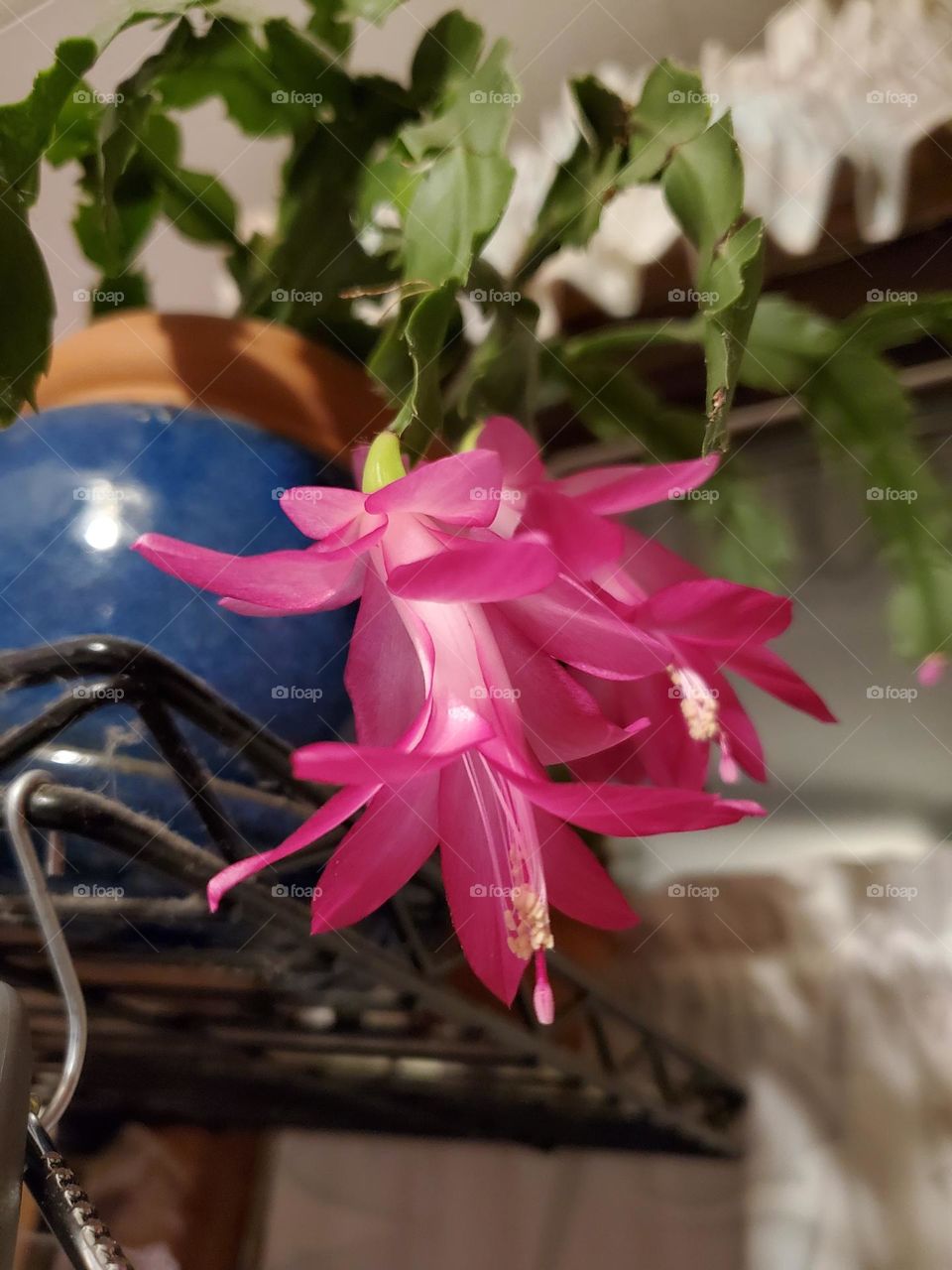 christmas cactus