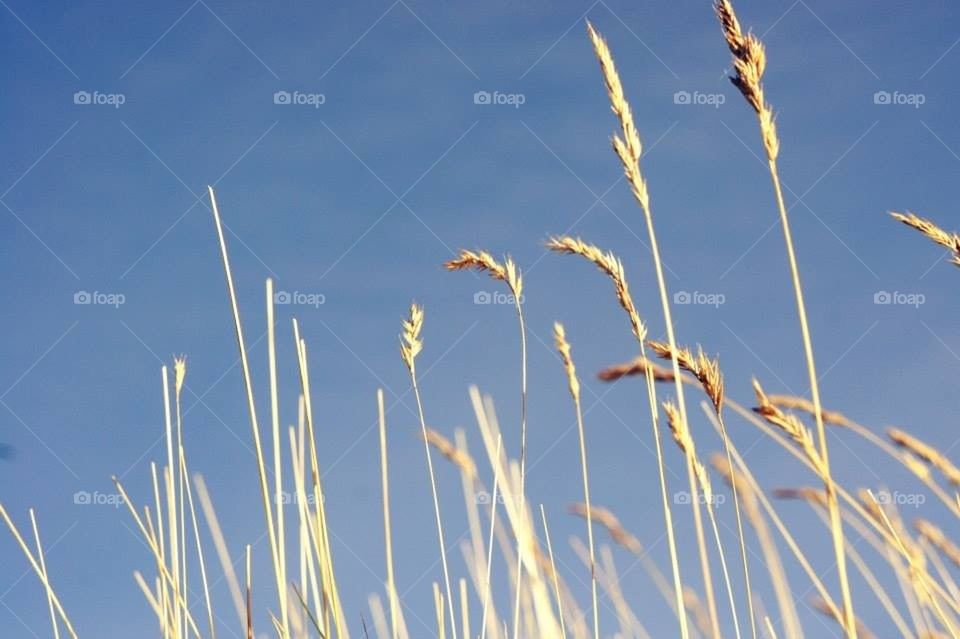 field blue sky by l.mcquater