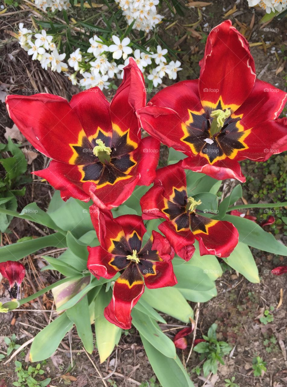 Tulip explosion. 