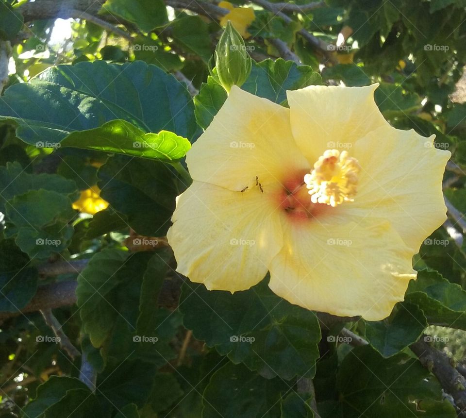 In any color, hibiscus are considered a flower of Hawaii.