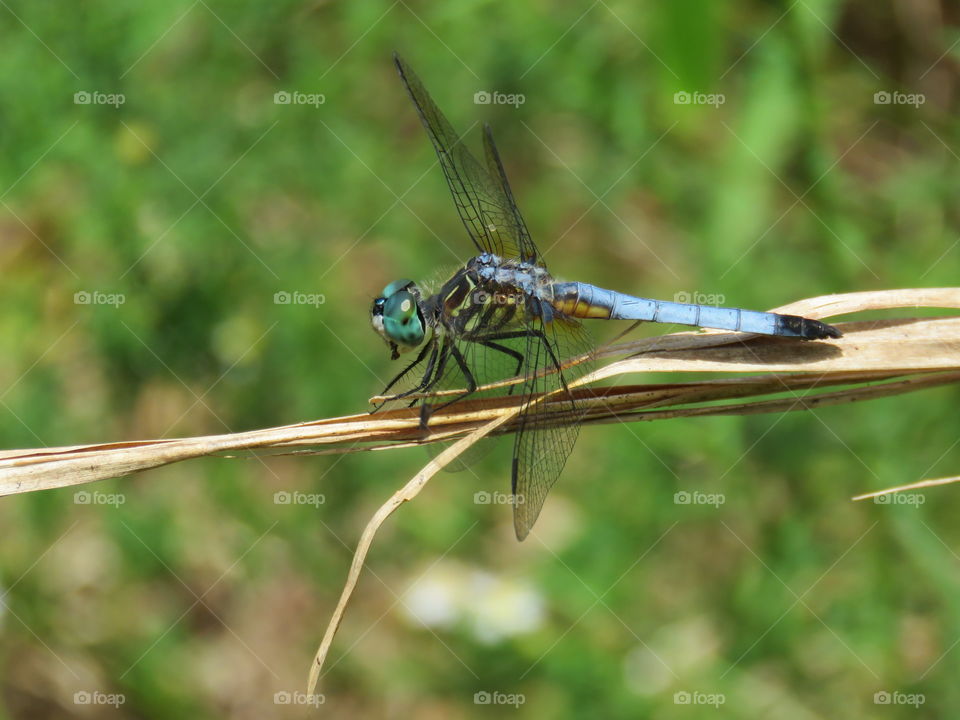 blue dragonfly