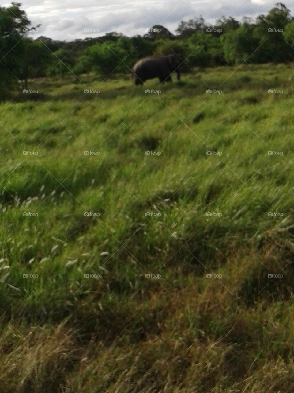 Elephant in the jungle