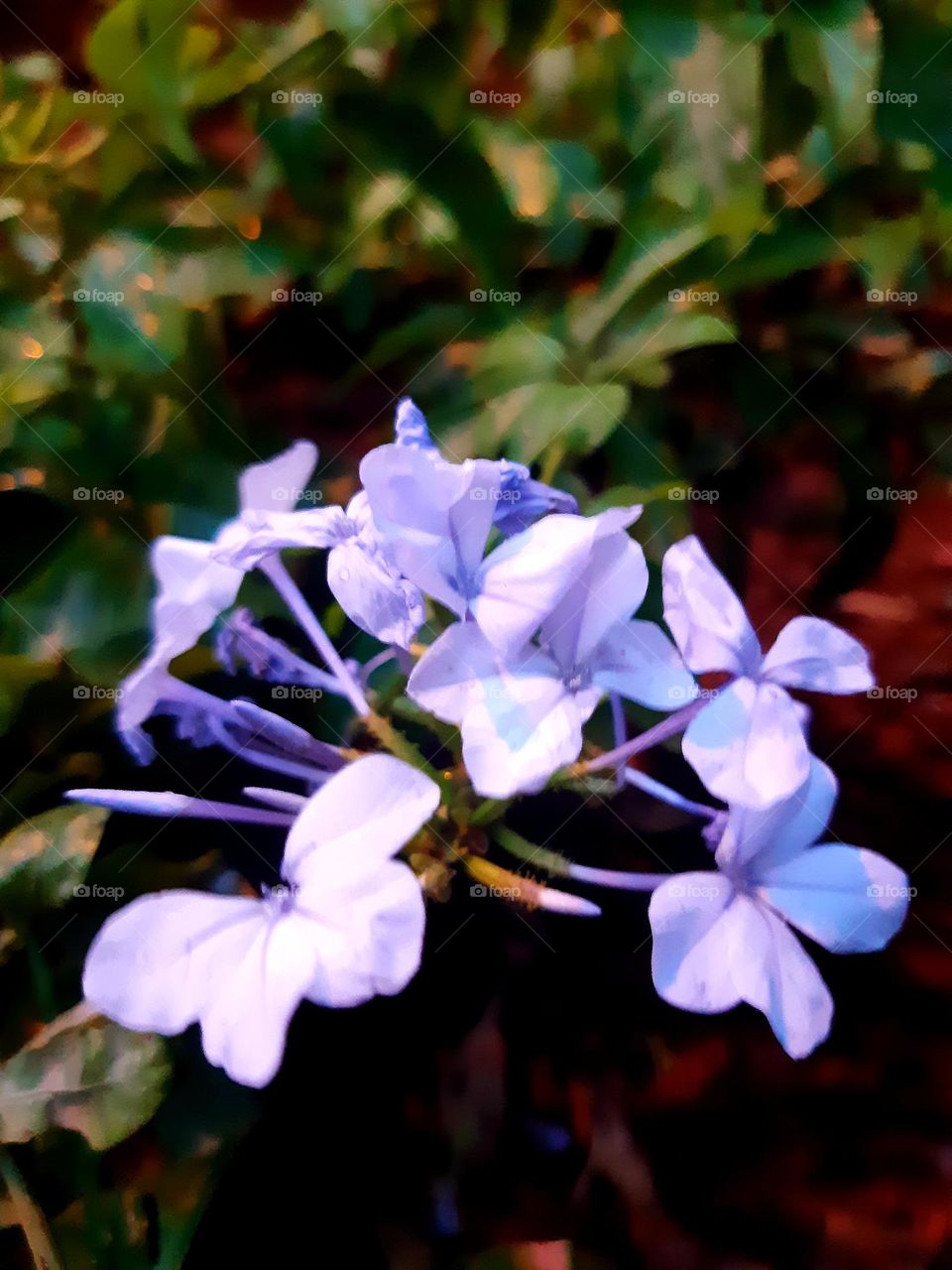 A purple rose is a stunning flower with velvety petals that range from deep violet to soft lavender. Its rich color symbolizes enchantment, royalty, and mystery, making it a unique and captivating bloom. The rose's petals are smooth and delicate,