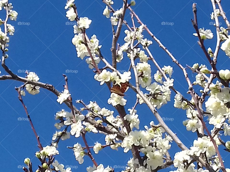 spring branches with butterfly