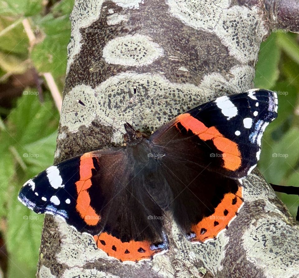 Butterfly tortoise-shell