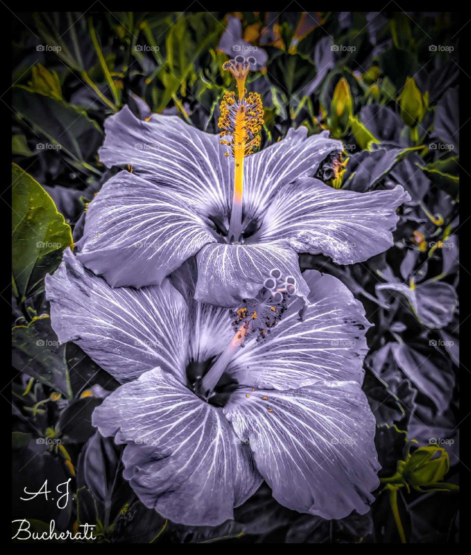 purple blooming flowers to provide a relaxing atmosphere