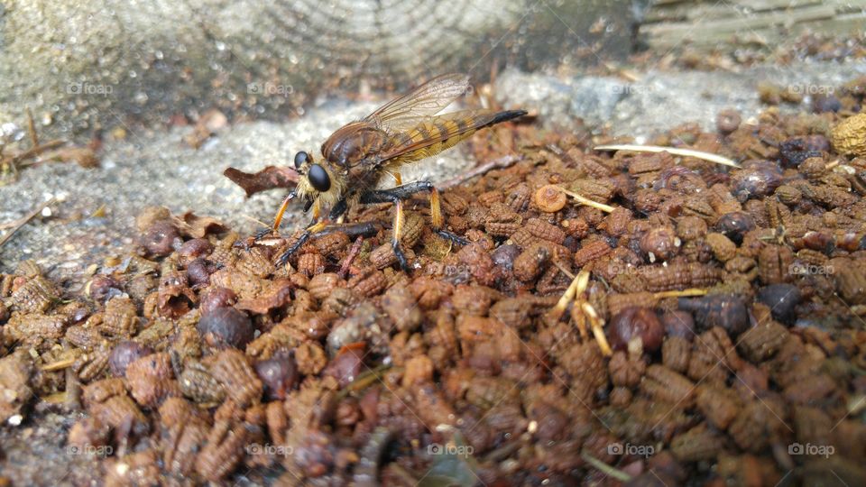 A robberfly being patient.