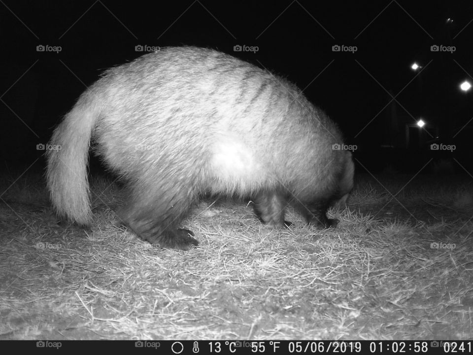 Rear of badger