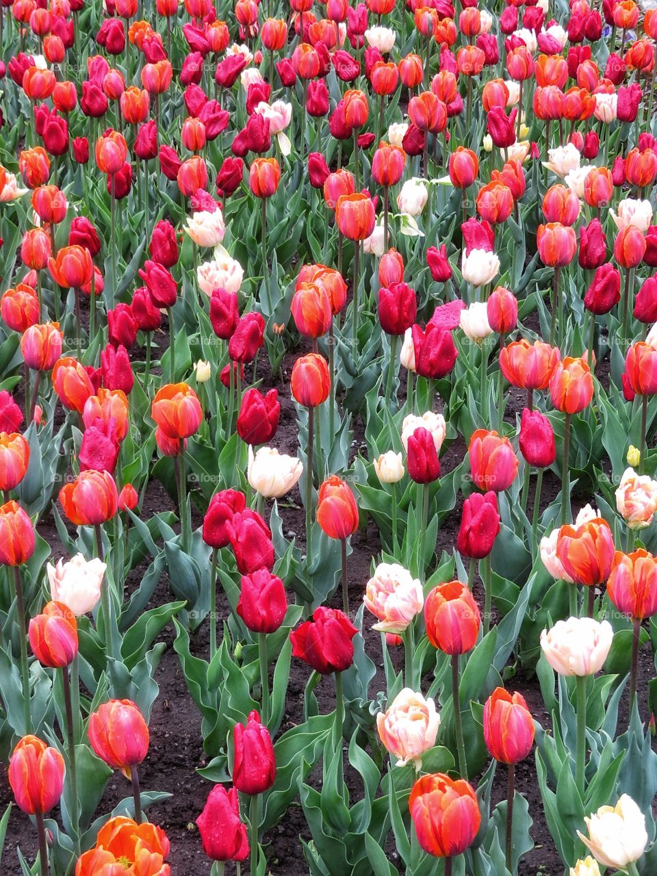 Tulips Montreal Botanical Gardens 