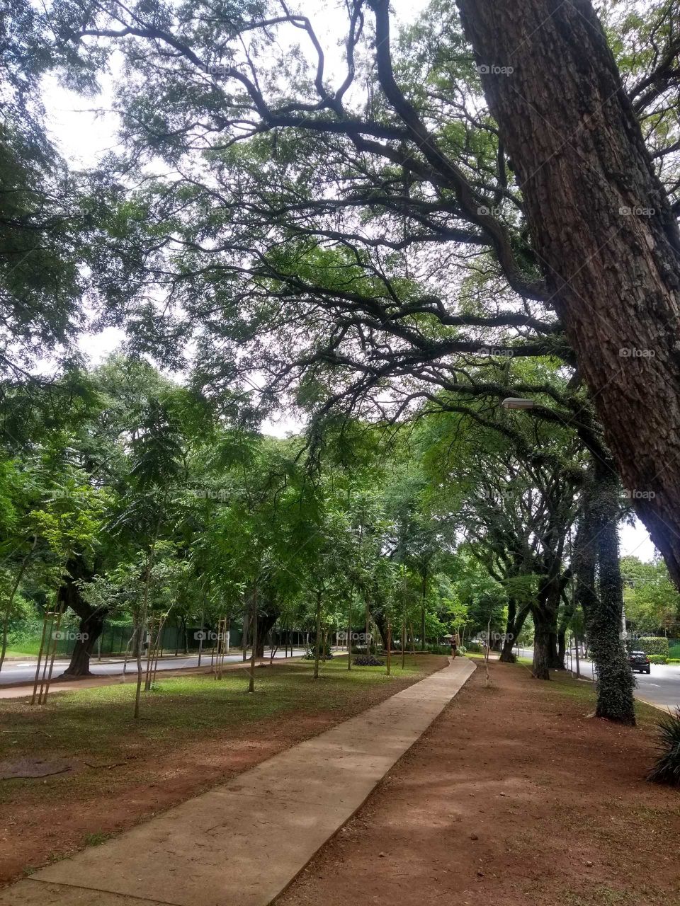 Path between the trees - Caminho entre as árvores