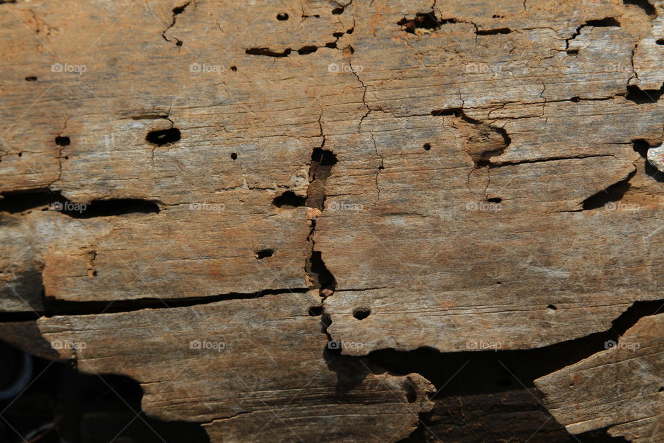 bark from driftwood